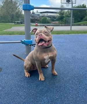 American Pocket Bully Hündin Lilac Tricolor  3 jahre sehr verschmusst 