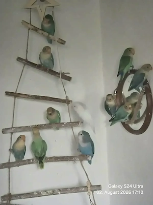 Rosenköpchen Pfirsichköpfchen Familie 