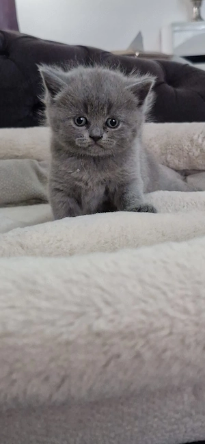    Süße BKH-Babykatze sucht ein liebevolles Zuhause     