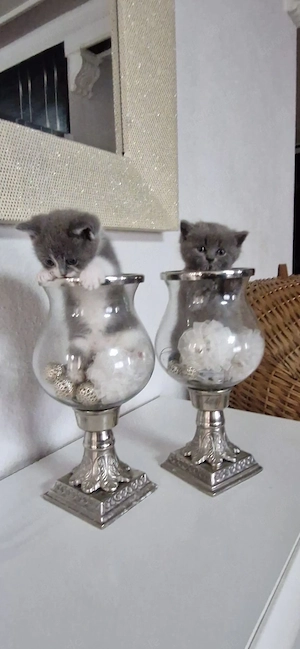 Süße grau weiße BKH-Babykatze sucht ein liebevolles Zuhause
