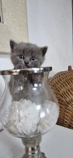 Süße Graue Babykatze sucht ein liebe volles Zuhause 