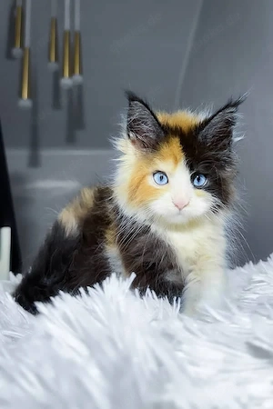 Wunderschöne, 3 Monate alte Maine Coon sucht ein Zuhause für immer.   