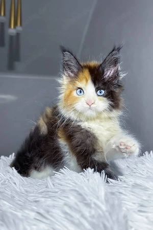 Wunderschöne, 3 Monate alte Maine Coon sucht ein Zuhause für immer.   