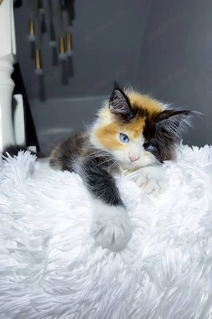 Wunderschöne, 3 Monate alte Maine Coon sucht ein Zuhause für immer.   