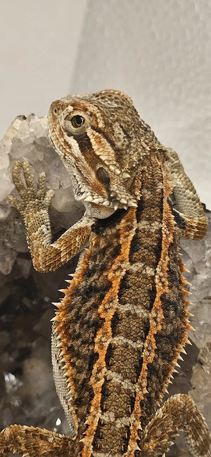 Bartagame Pogona Vitticeps 100% het trans