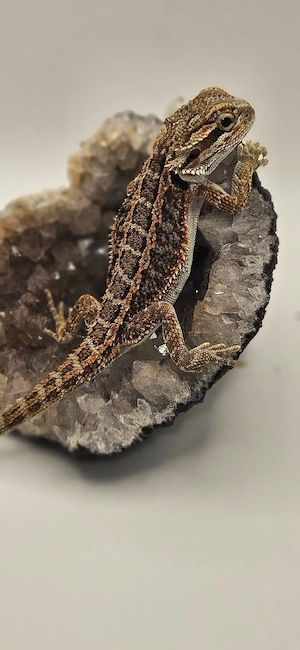 Bartagame Pogona Vitticeps 100% het trans Bild 4