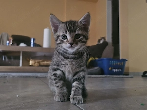 Katzen zu verkaufen 