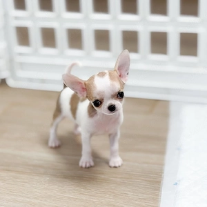 Gesunde Chihuahua-Welpen mit vollständigen Gesundheitsunterlagen