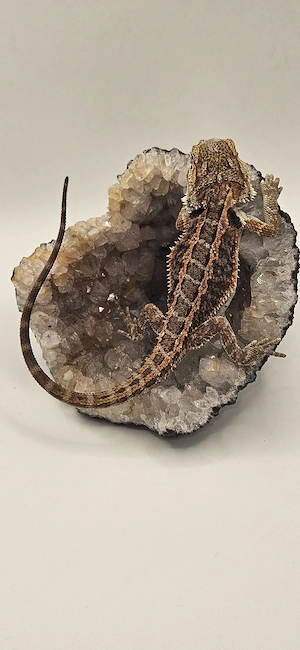 Bartagame Pogona Vitticeps 100% het trans Bild 5