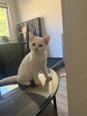 babykatzen 