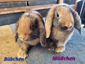 Hübsche Zwergwidder Zwergkaninchen, geimpft 