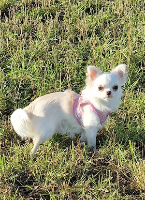 Chihuahua Mini weiblich 1. Jahr alt. mit sehr viel Zubehör 1600  Festpreise 