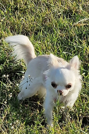 Reinrassige Chihuahua Mini weiblich lang haarig  sehr lieb verschmust 1.jahr alt  mit viel Zubehör 