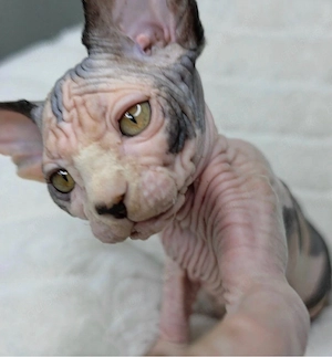 Wunderschöne, 12 Wochen alte Sphynx-Kätzchen abzugeben