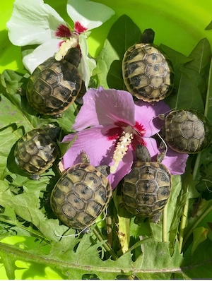 griechische Landschildkröte
