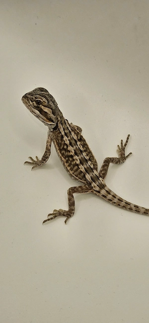 Vorankündigung Bartagame pogona vitticeps  leatherback