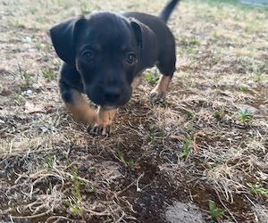 Französiche Bulldogge x Jack Russell welpe 