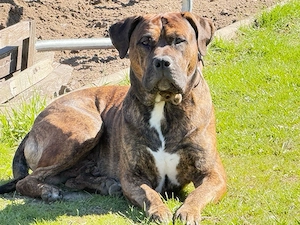Neues Zuhause gesucht 