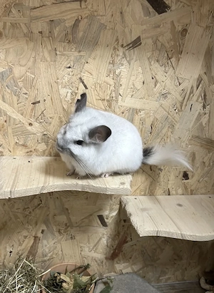 Mick und Penny haben ihre Köfferchen gepackt Bild 2