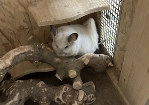 Mick und Penny haben ihre Köfferchen gepackt Bild 4