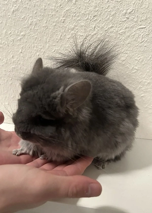 Mick und Penny haben ihre Köfferchen gepackt Bild 3