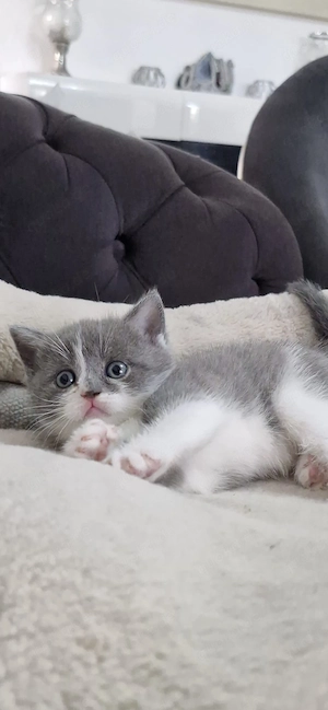 Süße Grau-Weiße Baby katze sucht ein liebe volles zuhause 