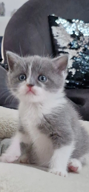 Süße grau weiße BKH-Babykatze sucht ein liebevolles Zuhause