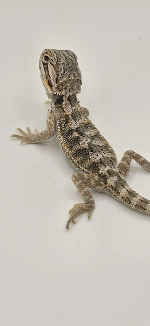 Vorankündigung Bartagama pogona vittiveps Hypo