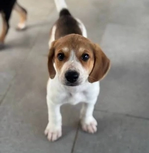 Beagle Mix Mädchen abzugeben
