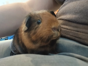 2 junge Meerschweinchen weiblich 