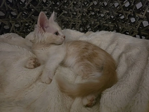 Maine-Coons kitten Kater 