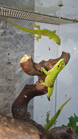 phelsuma grandis 