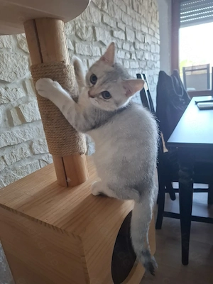 BKH-Kitten  in liebevolle Hände abzugeben