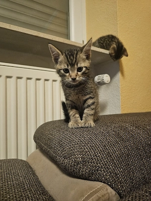 Katzen zu verkaufen 