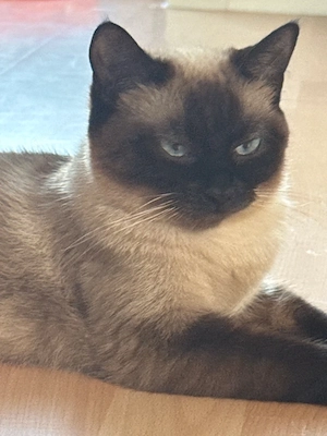 Siam Katze seal point 