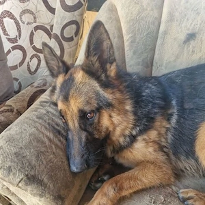 Koko-Schäferhund Mix- geb ca 2024 Bild 2