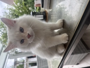 Sibirische Waldkatze BKH Edelmix