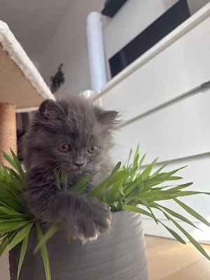 kitten babys