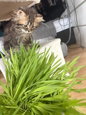 kitten babys Bild 3