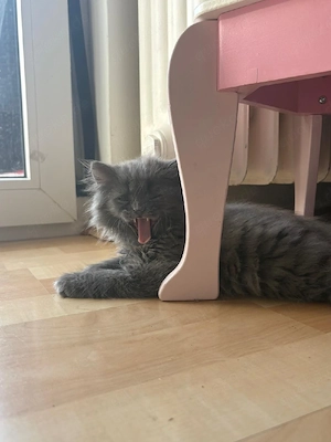 kitten babys Bild 2