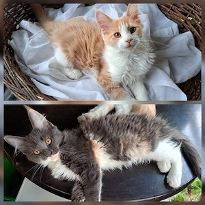 Maine Coon Kitten reinrassig - abgabebereit - Blue Tortie White & Creme White