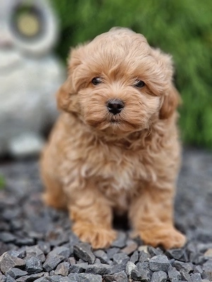 Maltipoo-Welpen   Baby-Faces mit viel Charme
