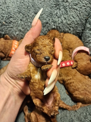 Traumhafte asiatische Toypudel-Welpen in Red-Brown mit Teddyface