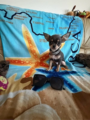 Mini Chihuahua Rüde in Grau-Tricolor zu verkaufen   wunderschöner kleiner Schatz