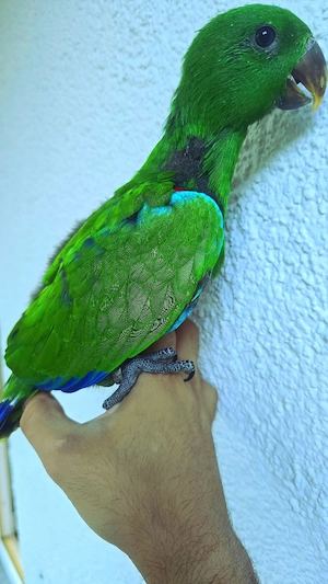 Edelpapagei Baby handzahm Vogel papagei 