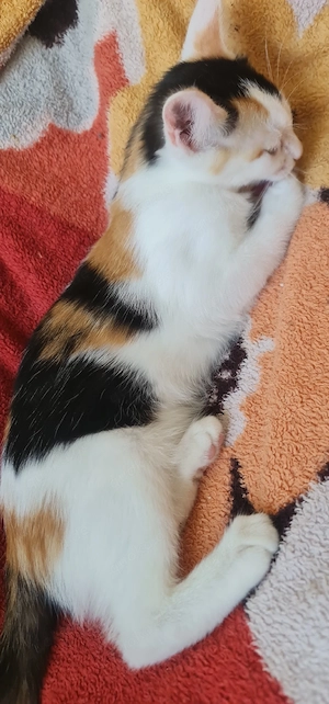 Kleine Katzen Katzenbabys 