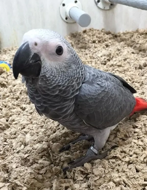 SUCHE einen Graupapagei