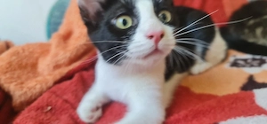 Kleine Katzen Katzenbabys 