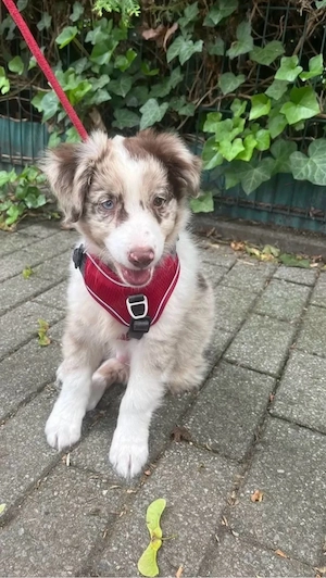 Mini Australian Shepherd Rüde in Red Merle sucht dringend neues Zuhause
