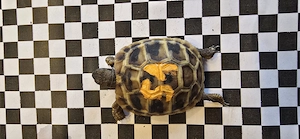 Griechische Landschildkröten aus 2025 Bild 5